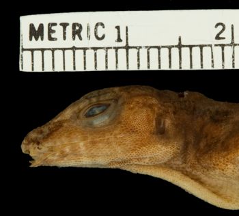 Media type: image;   Herpetology R-46515